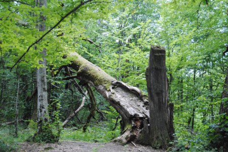 természeti kegyetlenség